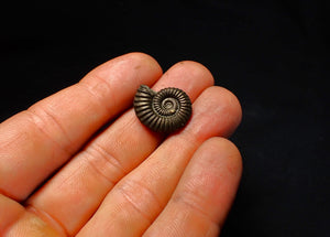 Polymorphites pyrite ammonite fossil (20 mm)