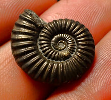 Load image into Gallery viewer, Polymorphites pyrite ammonite fossil (20 mm)
