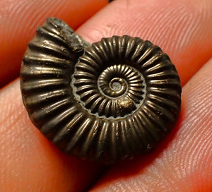 Polymorphites pyrite ammonite fossil (20 mm)
