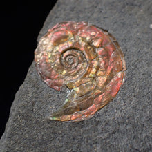 Load image into Gallery viewer, Stunning iridescent multi-Psiloceras ammonite fossil
