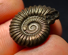 Load image into Gallery viewer, Polymorphites pyrite ammonite fossil (20 mm)
