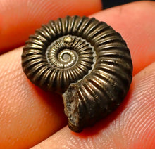 Load image into Gallery viewer, Polymorphites pyrite ammonite fossil (20 mm)
