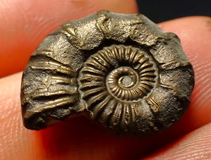 Polymorphites pyrite ammonite fossil (20 mm)