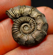 Load image into Gallery viewer, Polymorphites pyrite ammonite fossil (20 mm)
