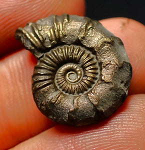 Polymorphites pyrite ammonite fossil (20 mm)
