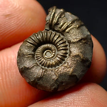 Load image into Gallery viewer, Polymorphites pyrite ammonite fossil (20 mm)
