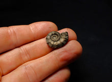 Load image into Gallery viewer, Polymorphites pyrite ammonite fossil (20 mm)
