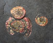 Load image into Gallery viewer, Stunning iridescent multi-Psiloceras ammonite fossil
