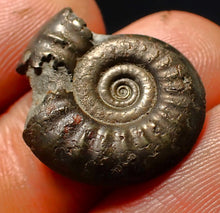 Load image into Gallery viewer, Tropidoceras pyrite ammonite fossil (22 mm)
