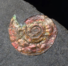 Load image into Gallery viewer, Stunning iridescent multi-Psiloceras ammonite fossil
