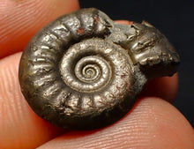 Load image into Gallery viewer, Tropidoceras pyrite ammonite fossil (22 mm)
