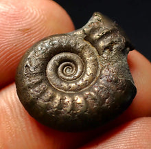 Load image into Gallery viewer, Tropidoceras pyrite ammonite fossil (22 mm)
