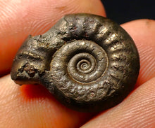 Load image into Gallery viewer, Tropidoceras pyrite ammonite fossil (22 mm)
