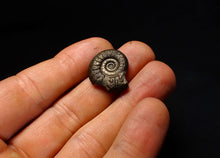 Load image into Gallery viewer, Tropidoceras pyrite ammonite fossil (22 mm)
