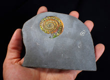 Load image into Gallery viewer, Rainbow iridescent Caloceras display ammonite fossil 42mm
