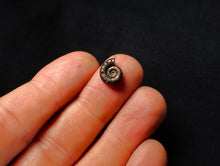 Load image into Gallery viewer, Eoderoceras pyrite ammonite fossil (11 mm)
