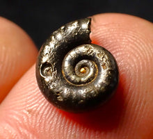 Load image into Gallery viewer, Eoderoceras pyrite ammonite fossil (11 mm)
