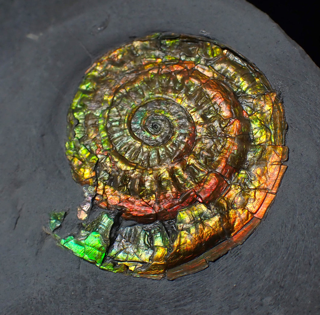 Rainbow iridescent Caloceras display ammonite fossil 42mm