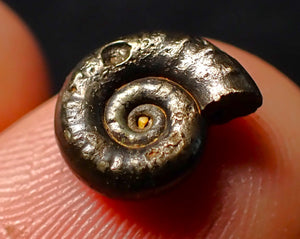 Eoderoceras pyrite ammonite fossil (11 mm)