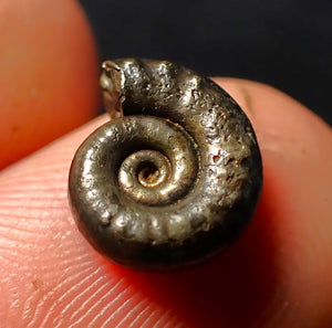Eoderoceras pyrite ammonite fossil (11 mm)