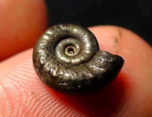 Eoderoceras pyrite ammonite fossil (11 mm)