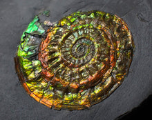 Load image into Gallery viewer, Rainbow iridescent Caloceras display ammonite fossil 42mm
