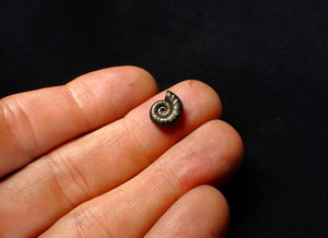 Eoderoceras pyrite ammonite fossil (11 mm)