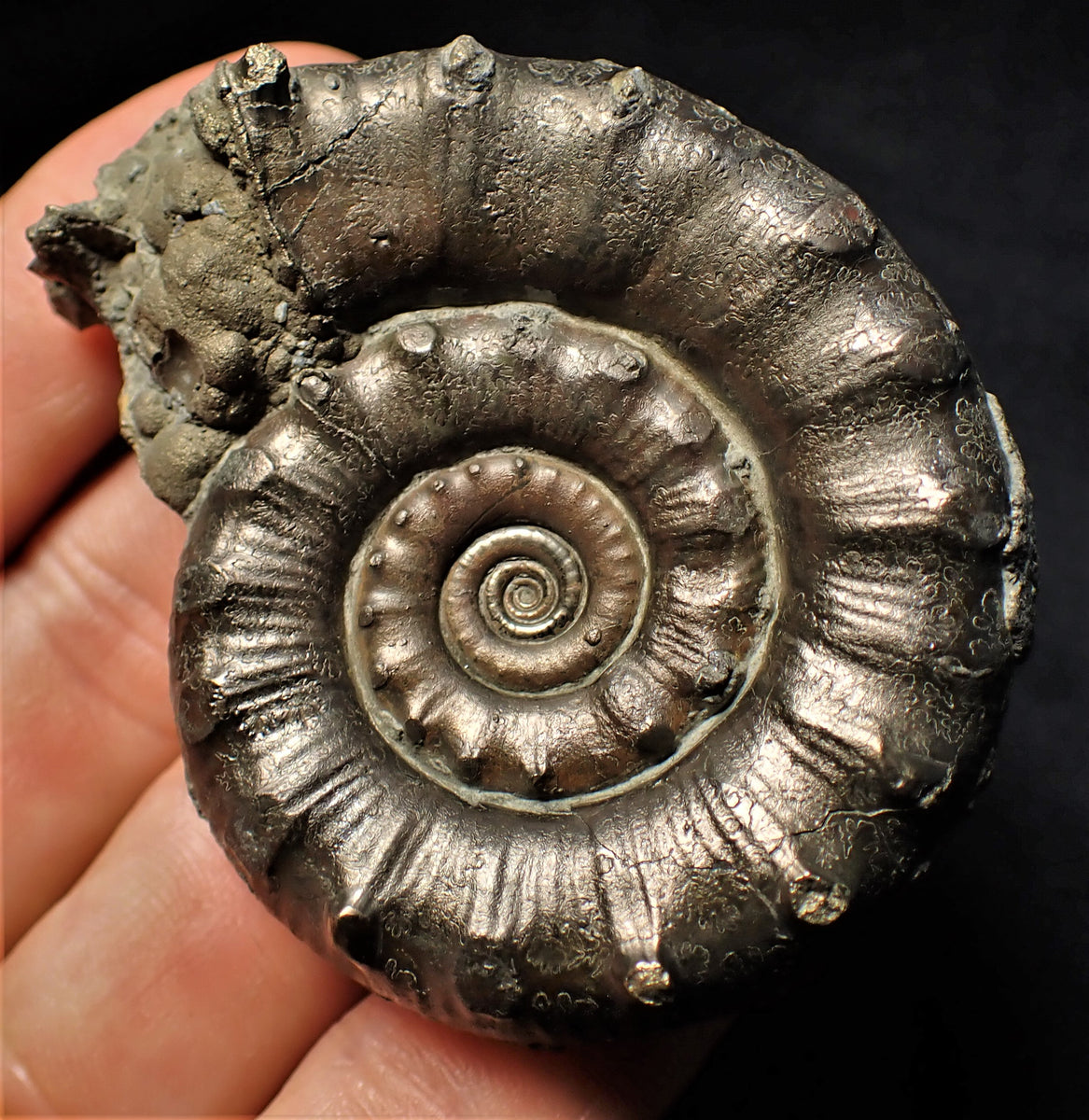 Large perfect pyrite Eoderoceras ammonite fossil (63 mm) – Jurassic ...