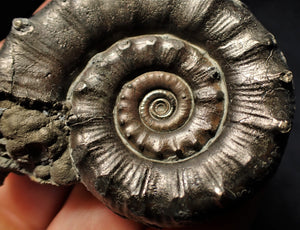 Large perfect pyrite Eoderoceras ammonite fossil (63 mm)