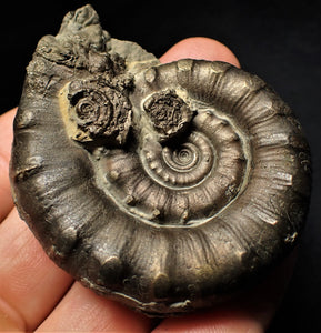 Large perfect pyrite Eoderoceras ammonite fossil (63 mm)