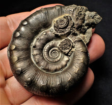 Load image into Gallery viewer, Large perfect pyrite Eoderoceras ammonite fossil (63 mm)
