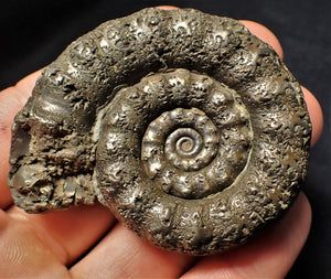 Large pyrite Eoderoceras ammonite fossil (65 mm)