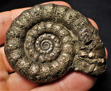 Load image into Gallery viewer, Large pyrite Eoderoceras ammonite fossil (65 mm)
