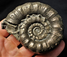 Load image into Gallery viewer, Large chunky pyrite Eoderoceras ammonite fossil (78 mm)
