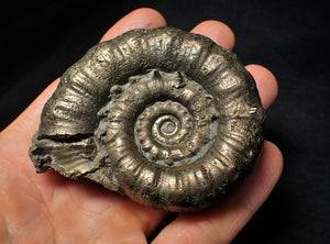 Large chunky pyrite Eoderoceras ammonite fossil (78 mm)
