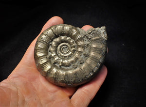 Very large chunky pyrite Eoderoceras ammonite fossil (82 mm)