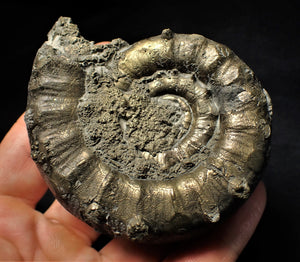 Very large chunky pyrite Eoderoceras ammonite fossil (82 mm)