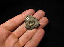 Load image into Gallery viewer, Full pyrite multi-ammonite fossil (32 mm)
