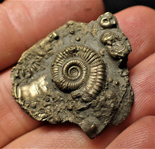 Load image into Gallery viewer, Full pyrite multi-ammonite fossil (32 mm)
