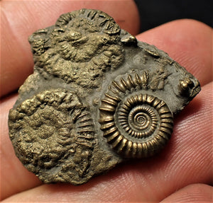 Full pyrite multi-ammonite fossil (32 mm)