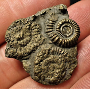 Full pyrite multi-ammonite fossil (32 mm)
