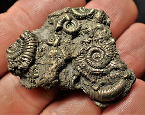 Full pyrite multi-ammonite fossil (41 mm)