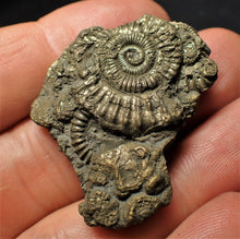 Load image into Gallery viewer, Full pyrite multi-ammonite fossil (41 mm)
