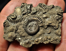 Load image into Gallery viewer, Pyrite multi ammonite &amp; bivalve fossil (40 mm)
