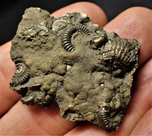 Pyrite multi ammonite & bivalve fossil (40 mm)