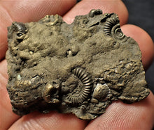 Load image into Gallery viewer, Pyrite multi ammonite &amp; bivalve fossil (40 mm)
