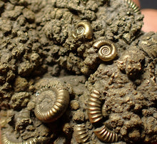 Load image into Gallery viewer, Large pyrite multi-ammonite fossil (54 mm)
