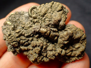 Large pyrite multi-ammonite fossil (54 mm)