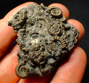 Full pyrite multi-ammonite fossil (50 mm)