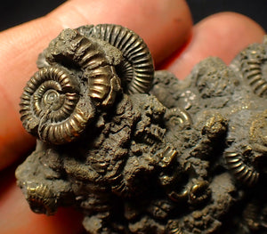 Large full pyrite multi-ammonite fossil (61 mm)